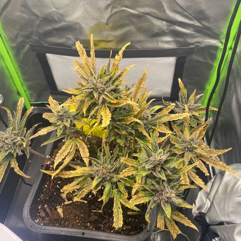 PurpleSkunk#1 growlog timeline photo