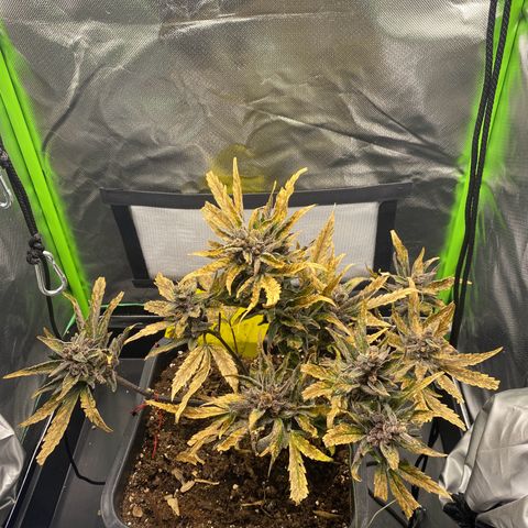 PurpleSkunk#1 growlog timeline photo