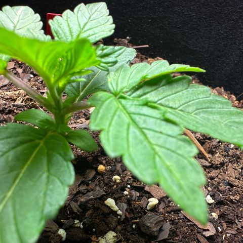 Gummy Bears growlog timeline photo