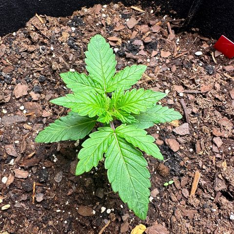 Gummy Bears growlog timeline photo