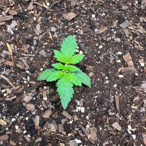 Sweet tooth growlog timeline photo