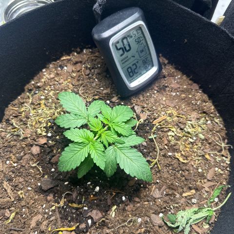 Gummy Bears growlog timeline photo