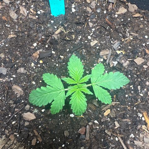 Sweet tooth growlog timeline photo
