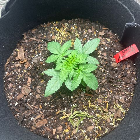 Gummy Bears growlog timeline photo