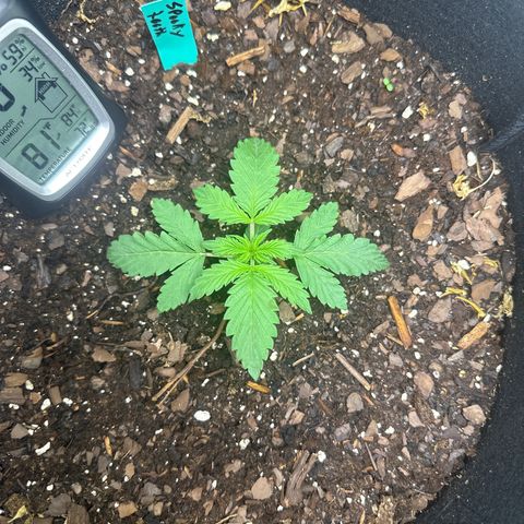 Sweet tooth growlog timeline photo