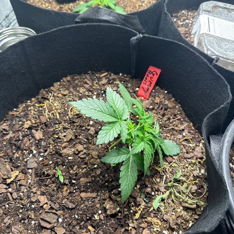 Gummy Bears growlog photo: Start of LST 