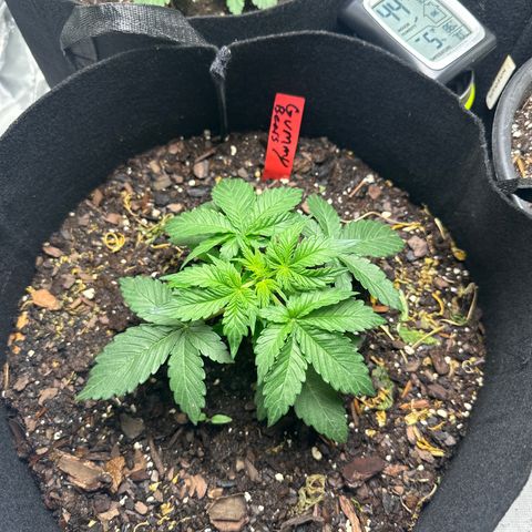 Gummy Bears growlog timeline photo
