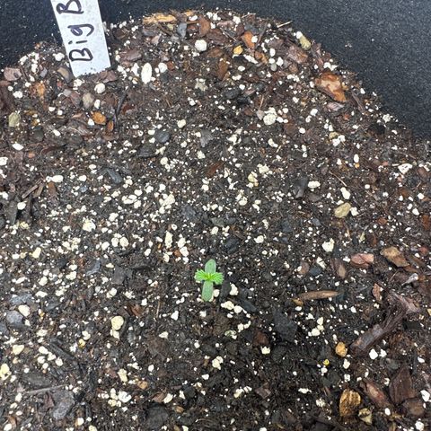 Big Bud growlog timeline photo