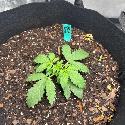 Sweet tooth growlog timeline photo