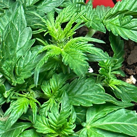 Gummy Bears growlog photo: Flowering begins 