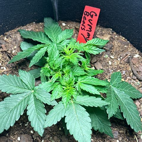 Gummy Bears growlog photo: Flowering begins 