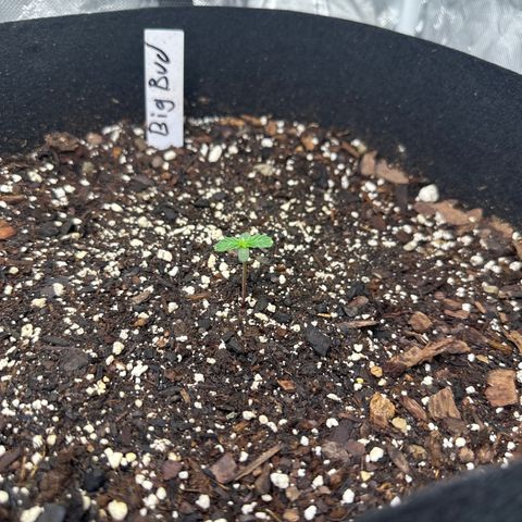 Big Bud growlog timeline photo