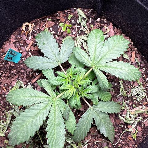 Sweet tooth growlog photo: Trimmed off some fan leaves for more light to lower leaves 