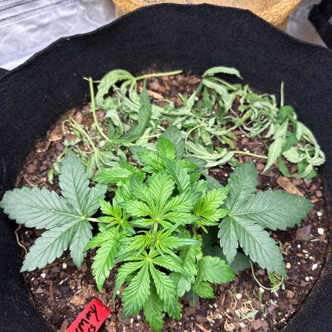 Gummy Bears growlog timeline photo