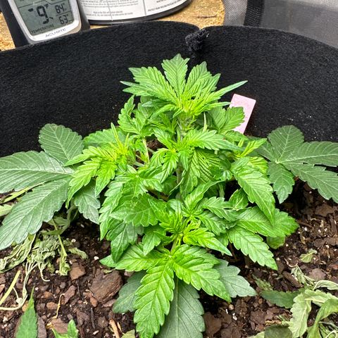 Gummy Bears growlog timeline photo