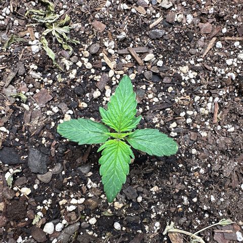 Big Bud growlog timeline photo