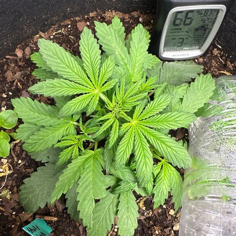 Sweet tooth growlog timeline photo