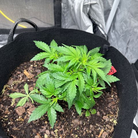 Gummy Bears growlog timeline photo