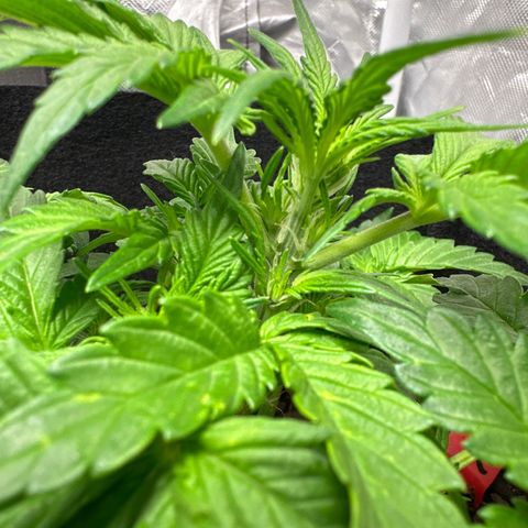 Gummy Bears growlog timeline photo