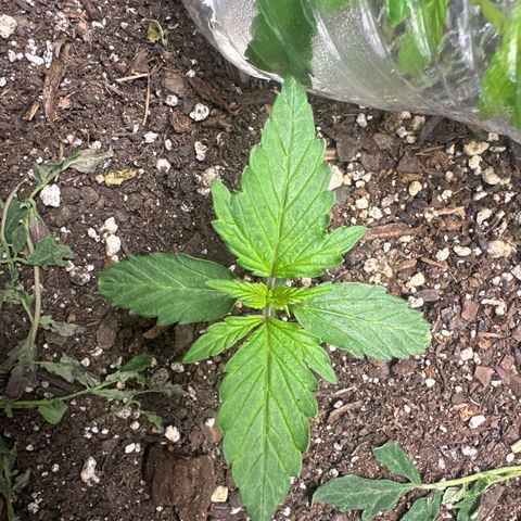 Big Bud growlog timeline photo