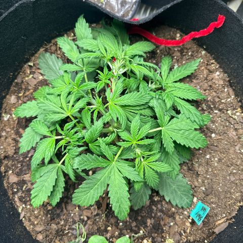 Sweet tooth growlog photo: Lst 