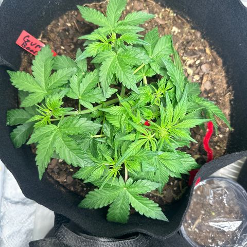 Gummy Bears growlog photo: Lst 