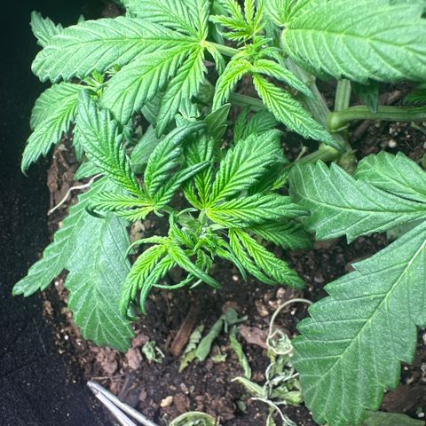 Sweet tooth growlog timeline photo