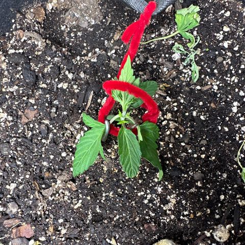 Big Bud growlog photo: Lst 
