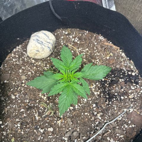 Big Bud growlog timeline photo