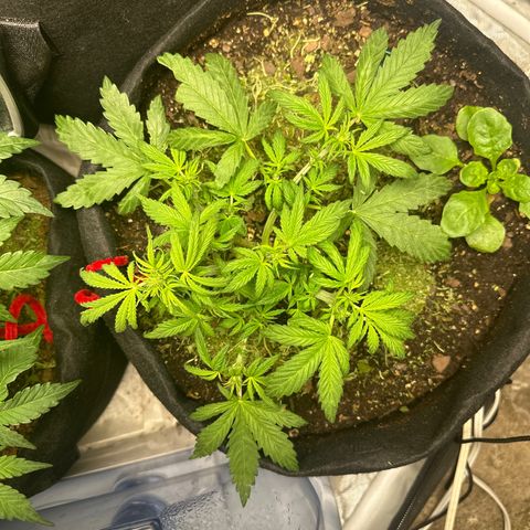 Sweet tooth growlog timeline photo