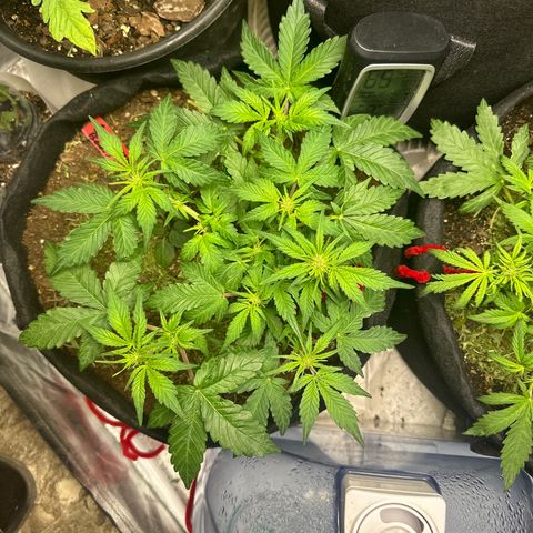 Gummy Bears growlog timeline photo