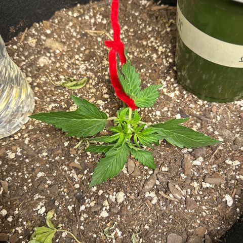 Big Bud growlog timeline photo