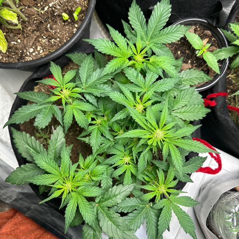 Gummy Bears growlog timeline photo