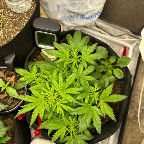 Sweet tooth growlog timeline photo