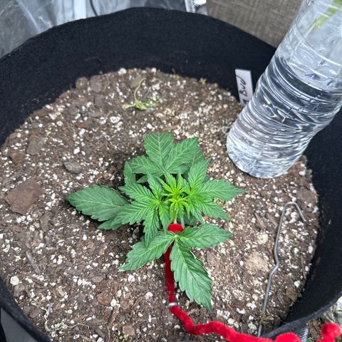 Big Bud growlog timeline photo
