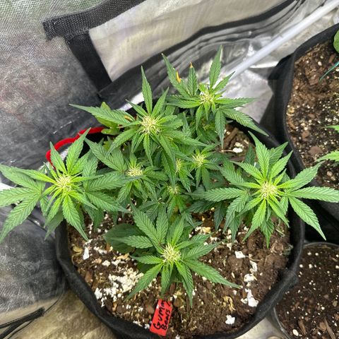 Gummy Bears growlog timeline photo