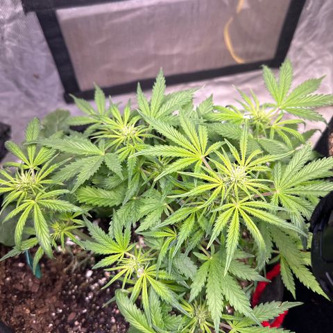 Sweet tooth growlog timeline photo