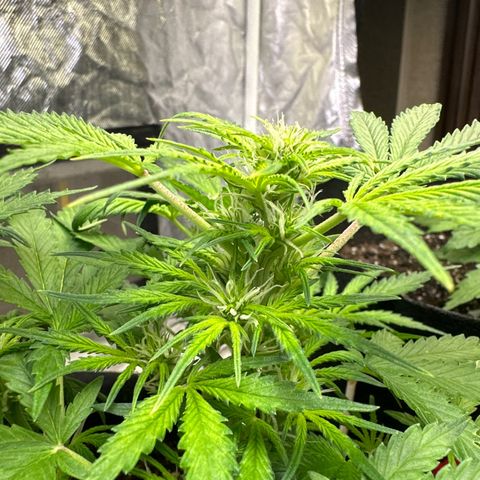 Sweet tooth growlog timeline photo