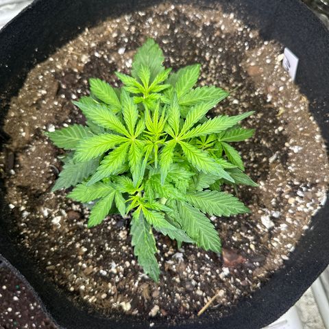 Big Bud growlog timeline photo