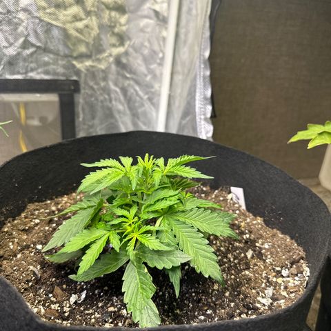 Big Bud growlog timeline photo