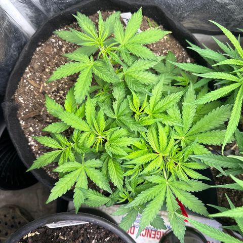 Big Bud growlog timeline photo