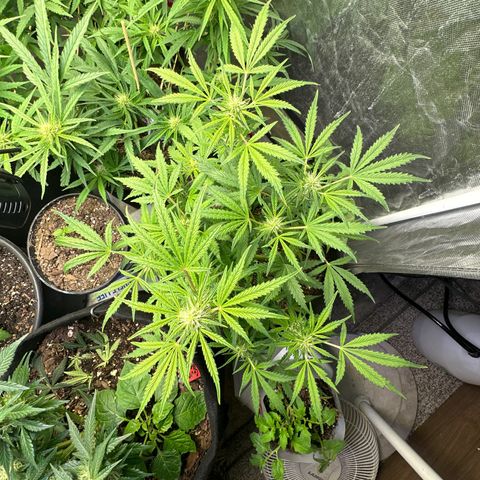 Sweet tooth growlog timeline photo