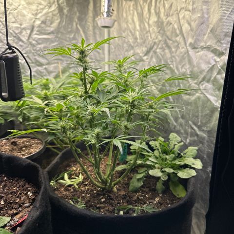 Sweet tooth growlog timeline photo