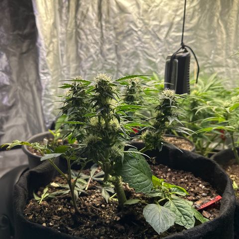 Gummy Bears growlog timeline photo