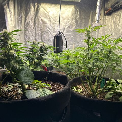 Gummy Bears growlog timeline photo