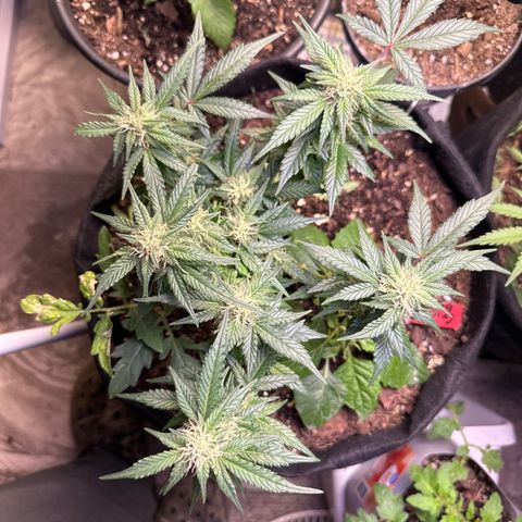 Gummy Bears growlog timeline photo