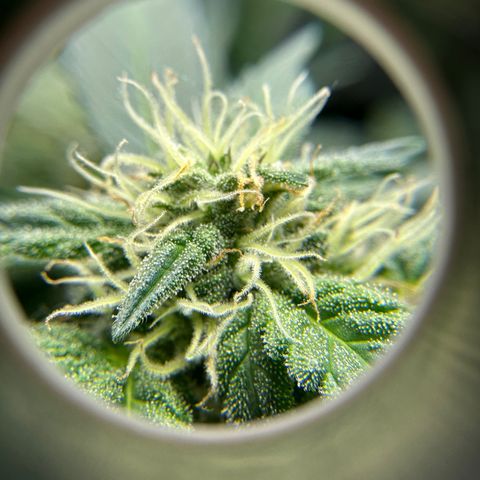 Gummy Bears growlog timeline photo