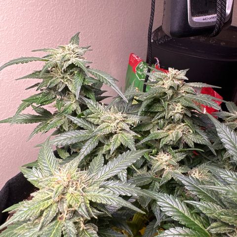 Gummy Bears growlog timeline photo