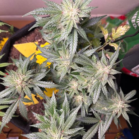 Gummy Bears growlog timeline photo