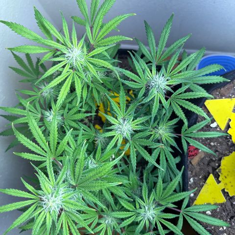 Sweet tooth growlog timeline photo